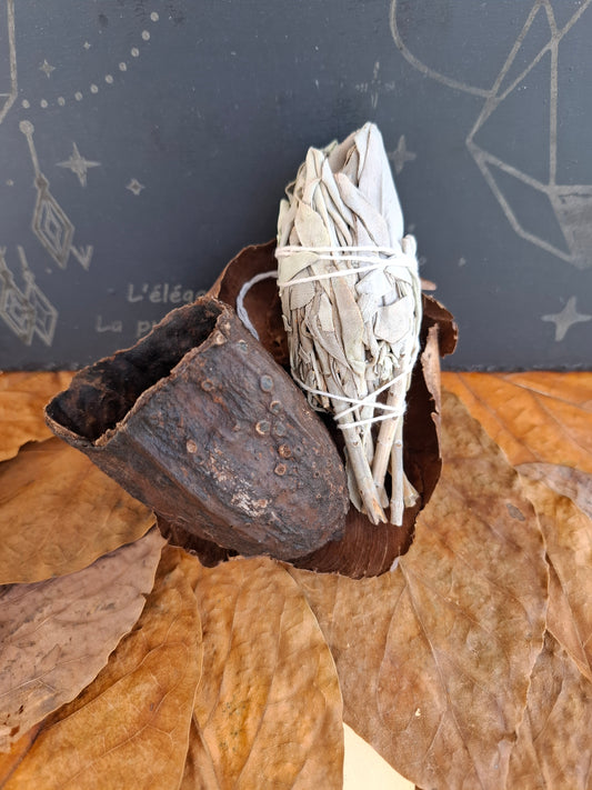 Torche de sauge de Californie