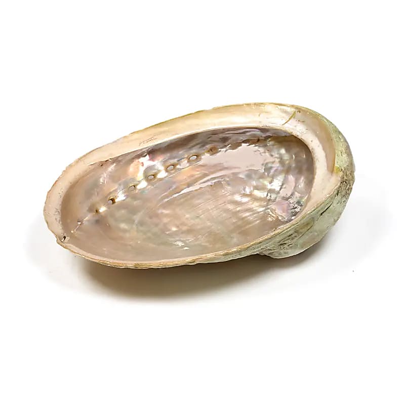 Coquille d'ormeau - ±12-16cm