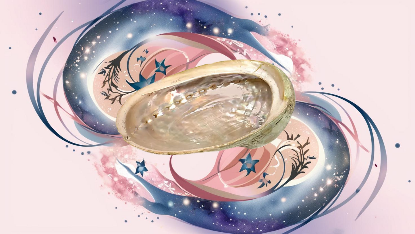 Coquille d'ormeau - ±12-16cm